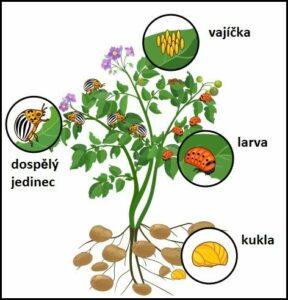 Dobr Ch Rad Jak Se Zbavit Mandelinky Bramborov Cestakbydlen