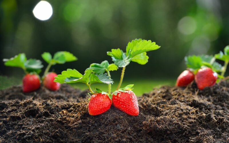 Jak pěstovat jahody