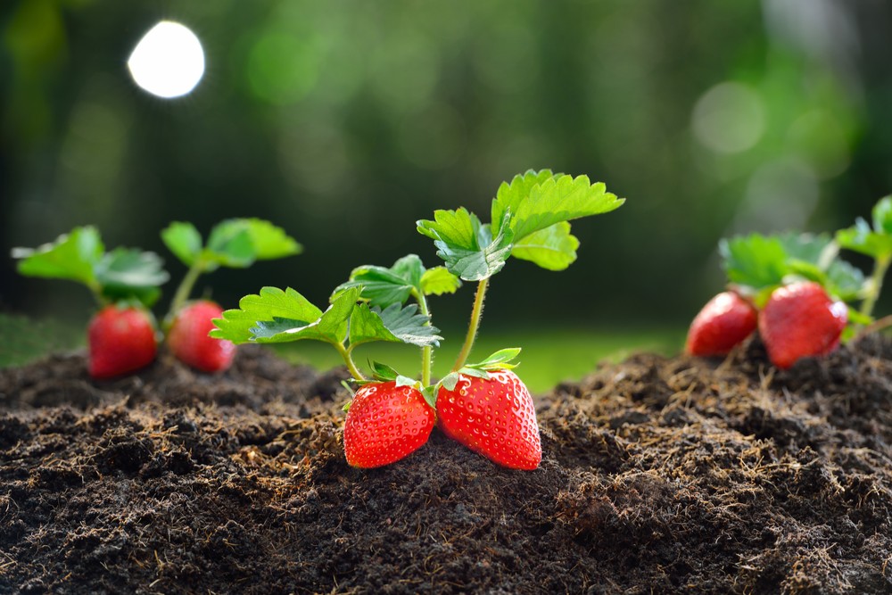 Jak pěstovat jahody