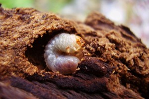 Chroust, larva