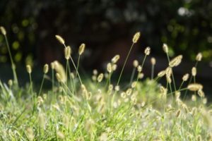 Plevel v trávníku - Mohár šedý