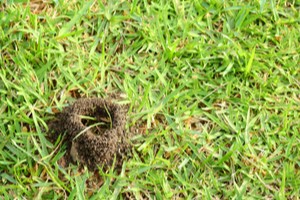Mravenci v trávníku