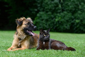 Pes, kočka v trávě