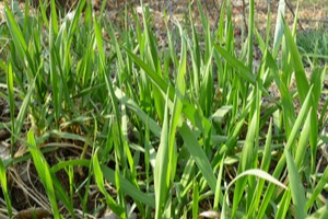 Plevel v trávníku - Pýr plazivý (Elymus repens)