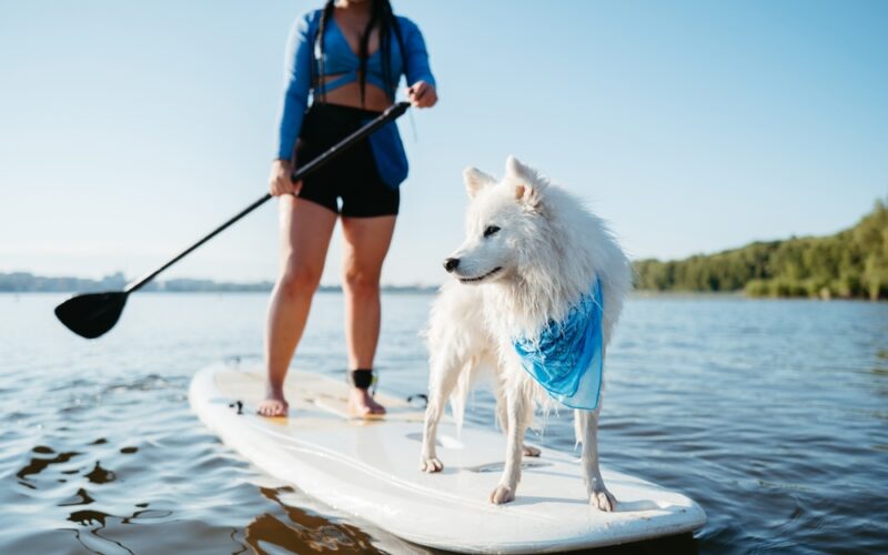 Žena na paddleboardu s bílým psem vpředu