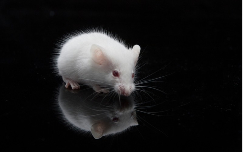Bílý laboratorní potkan, domácí mazlíček