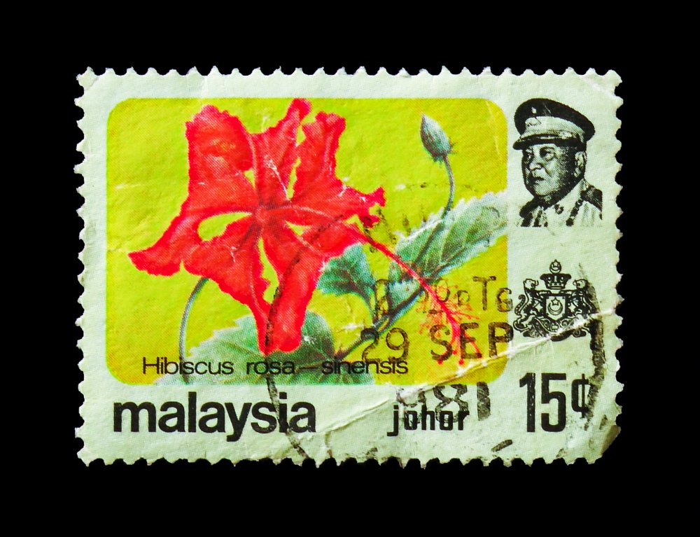 Čínská růže je národním květem Malajsie