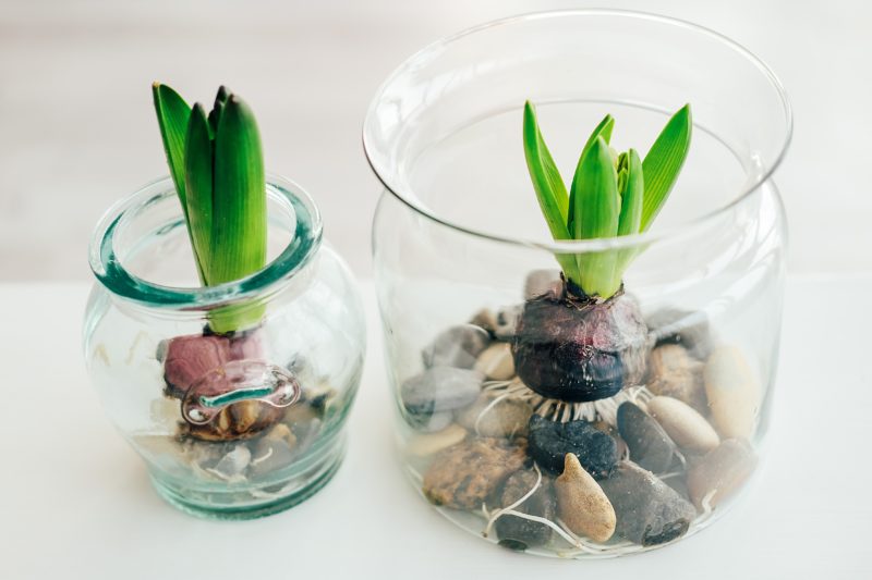 Pěstování (nejen) hyacintu ve skle, bez půdy je trendem posledních let