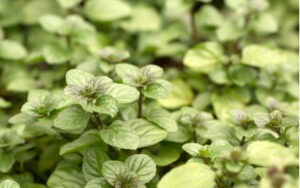 Mentha piperita citrata