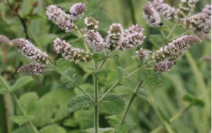 (Mentha rotundifolia)