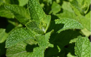 (Mentha spicata)