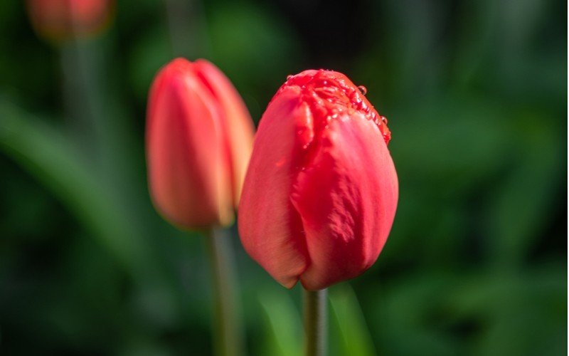 Napnutý květ tulipánu škůdci