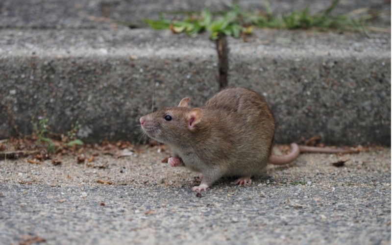 Potkan hnědý, Rattus norvegicus