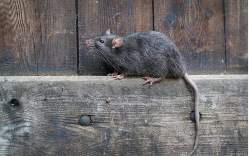 Potkan tmavý, Rattus rattus, lidově krysa