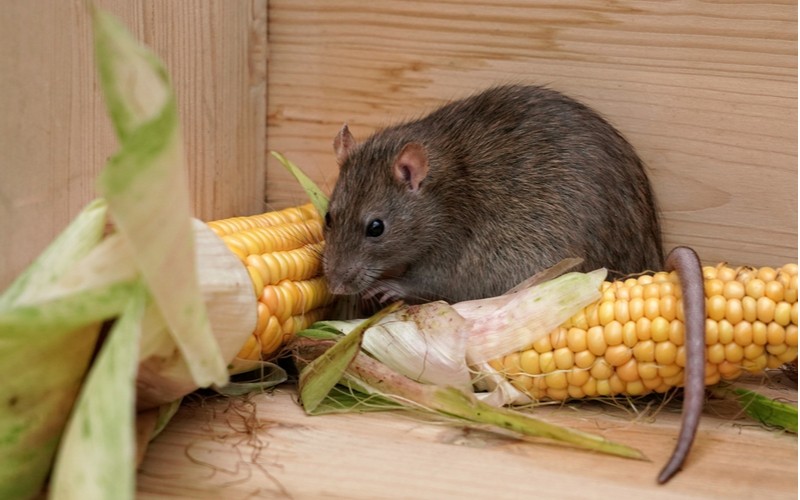 Potkan žere kukurici