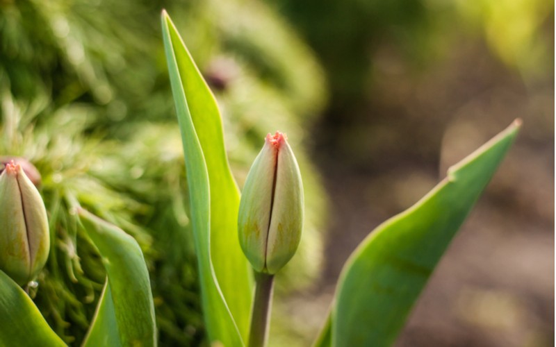 První lístky tulipánů