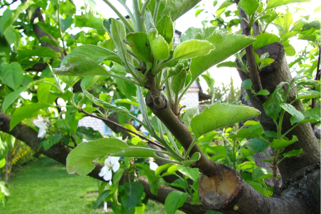 Štěpení ovocných stromů