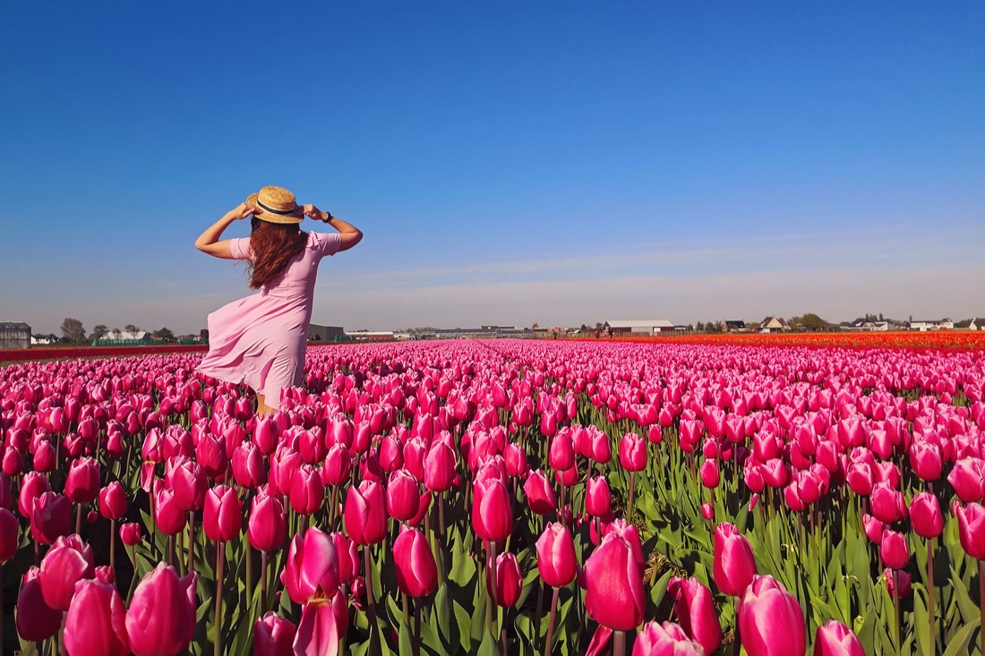 Proč se tulipány ohýbají?