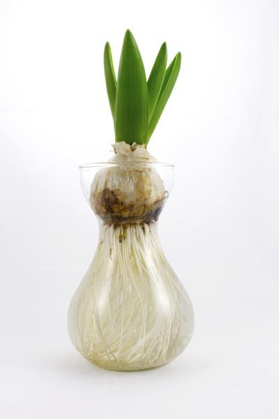 Váza na pěstování květin bez půdy