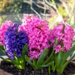 Hyacint - jak jí pěstovat a rozmnožovat