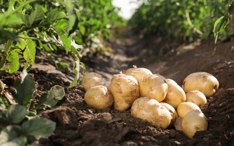 brambory na zemi