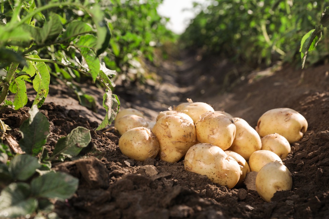 brambory na zemi
