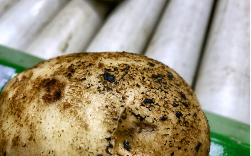 Obyčejná chrastavitost na povrchu brambor