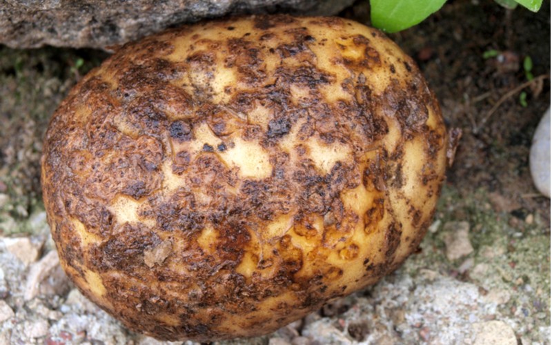 Onemocnění brambor