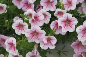 Petunia Grandiflora (bledě růžová)