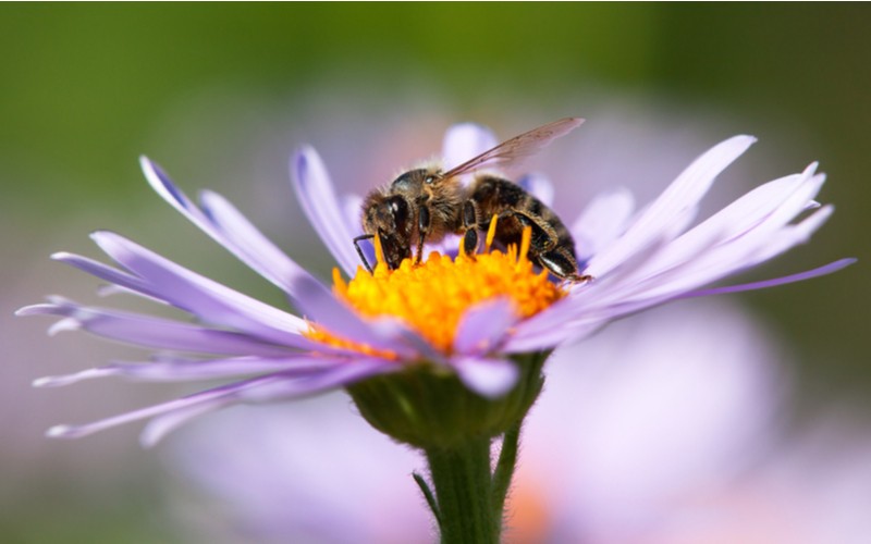 Včela hledající nektar na květu