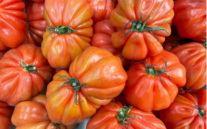 Velké zdravá rajčata