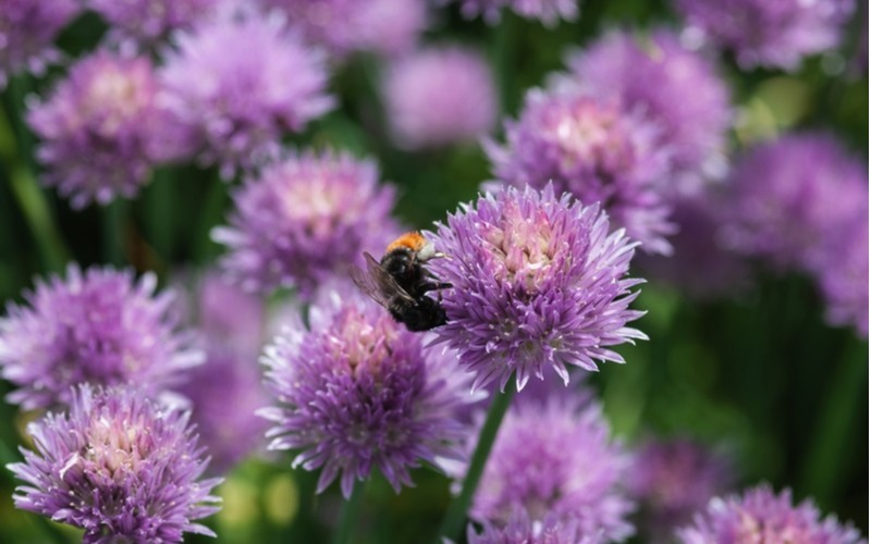 Pažitka - květiny a včely