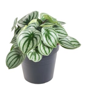 Pepřinec, Peperomia argyreia Watermelon, skladem