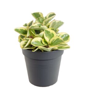 Pepřinec, Peperomia obtipan Bicolor, panašovaný, průměr květináče 10 – 12 cm