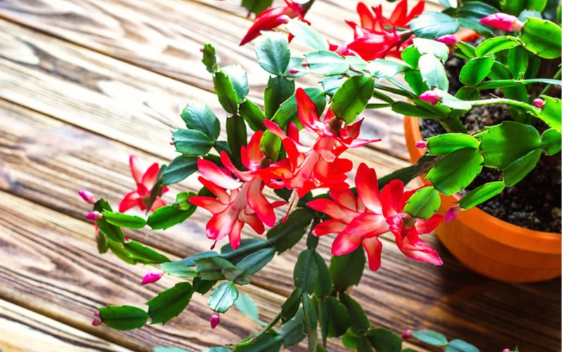 Vánoční kaktus - červené květiny