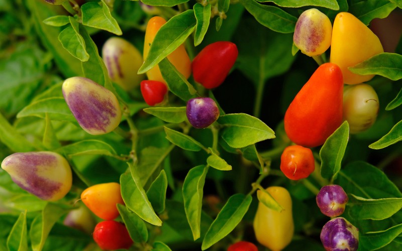 rostliny chilli s dozrávajícími barevnými papričkami