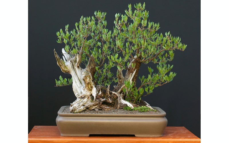Dřín obecný - pěstování bonsai