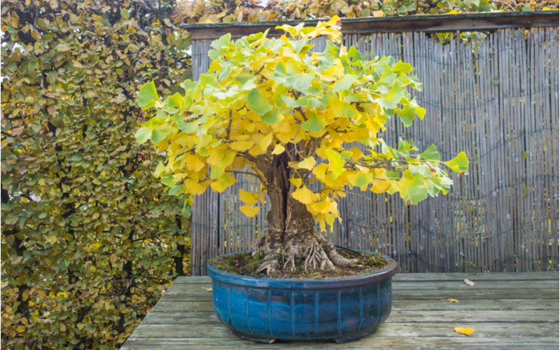 Ginko - pěstování jako bonsai