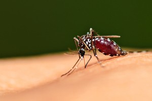 Komáři Aedes aegypti