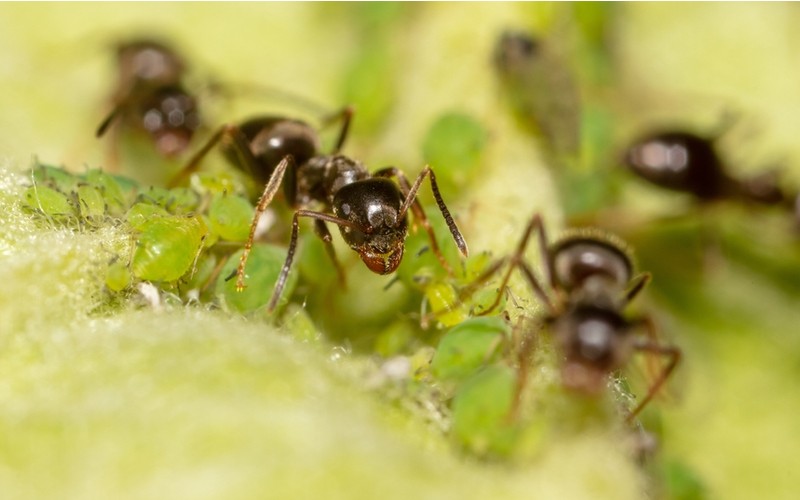 škůdci - mšice a mravenec