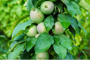 Sloupovité ovocné stromy - jabloň