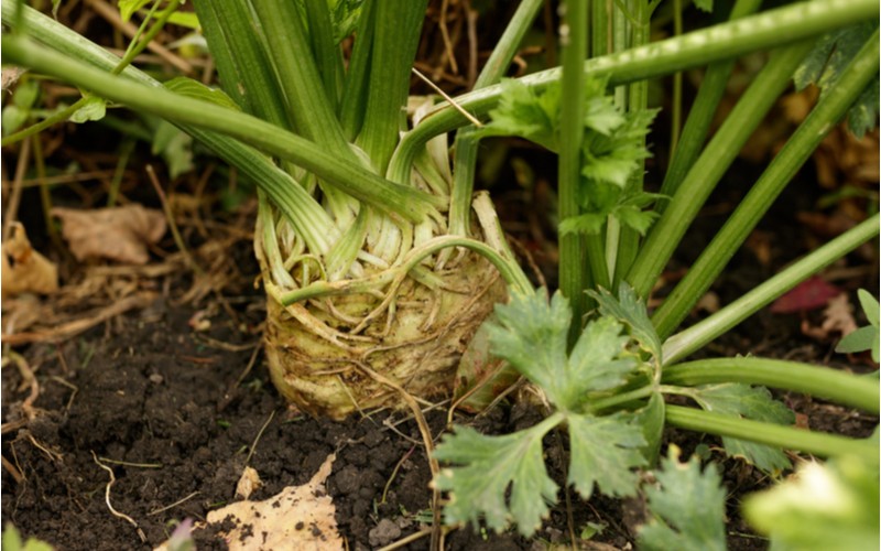 Zralé celery v zemi