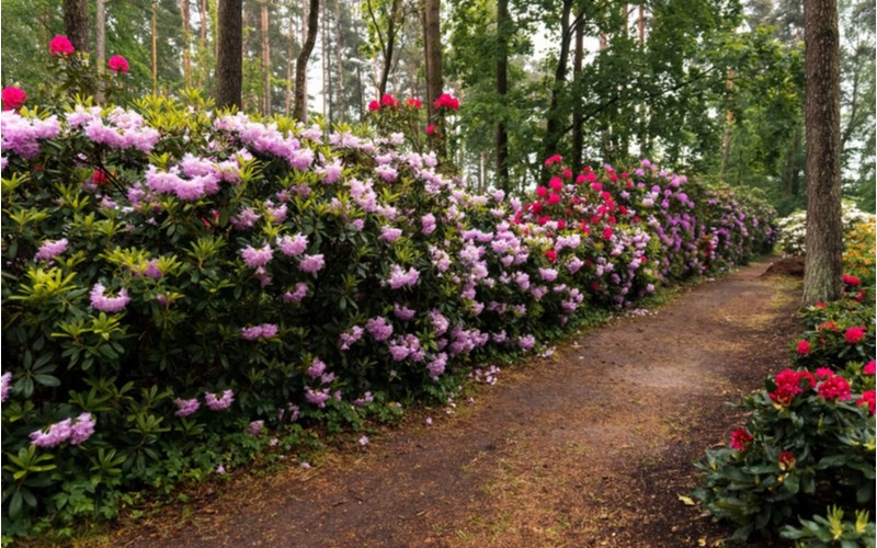 Barevný rododendron