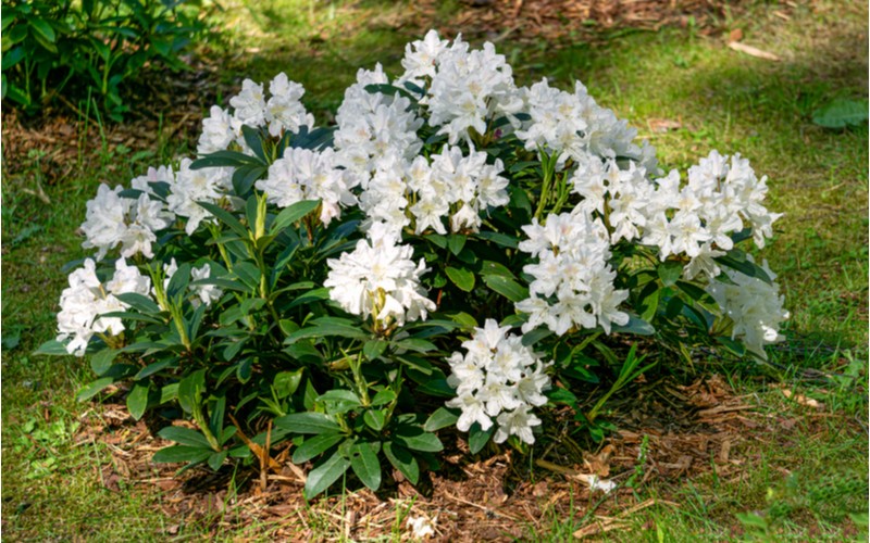 Bílý rododendron
