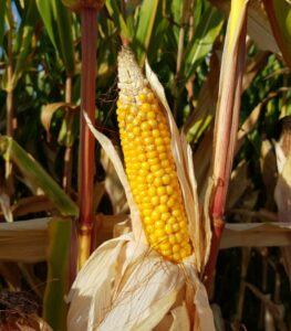 BIO Kukuřice cukrová Golden Bantam – Zea mays – bio osivo kukuřice – 16 ks