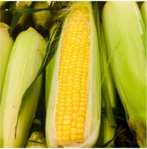 Kukuřice cukrová Golden Bantam – Zea Mays – semena kukuřice – 16 ks