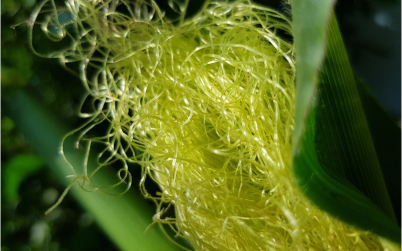 Kukuřice - samičí hedvábí