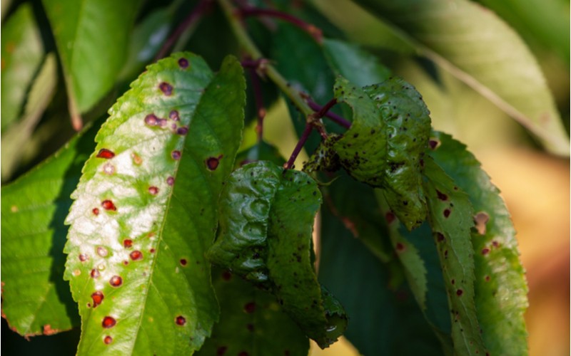 Rododendron infikovaný houbovým onemocněním