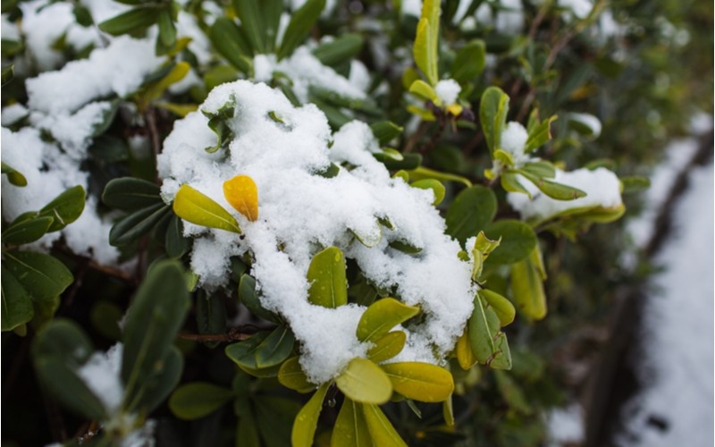 rododendron-pokryty-snehem