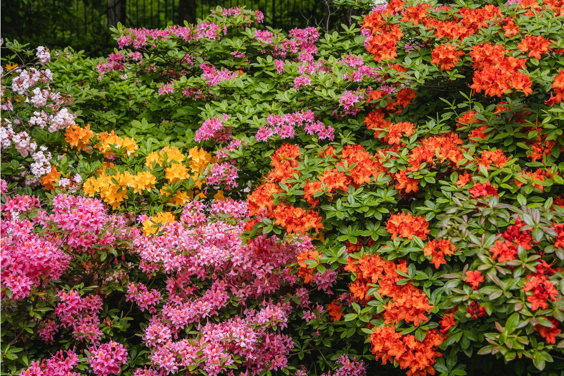 Více barevné rododendrony